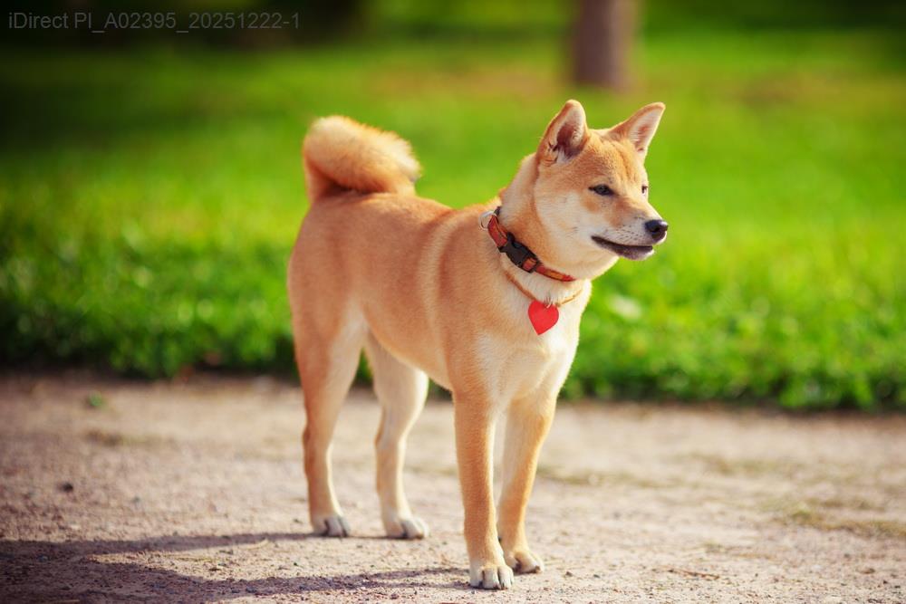 「寵物主的省錢祕笈！一文看懂台灣寵物照護用品價格比較」示意圖